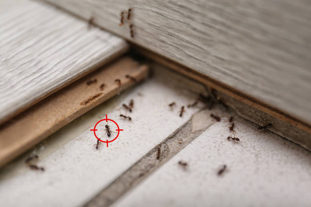 Pest Prevention Services in Mount Arlington, NJ