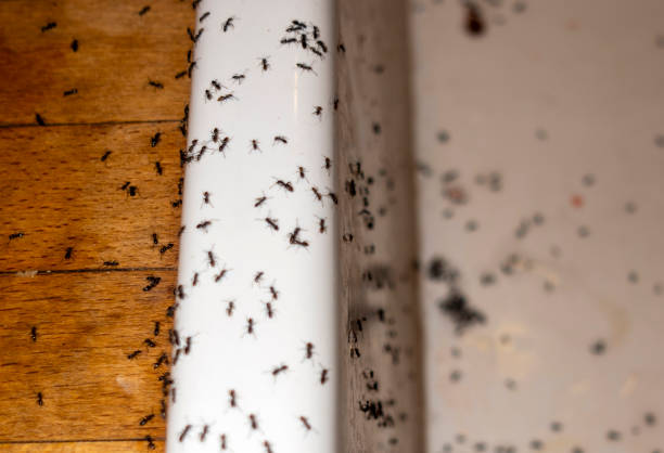 Best Best Pest Control Companies  in Mount Arlington, NJ
