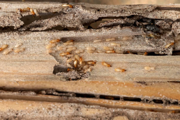 Best Pest Prevention Services  in Mount Arlington, NJ