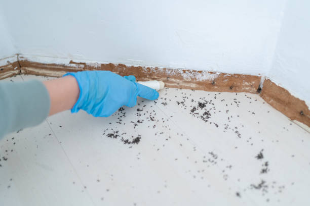 Best Wasp Removal Services  in Mount Arlington, NJ